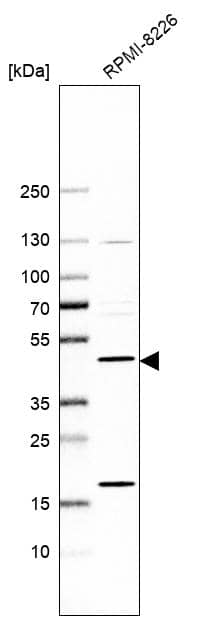 Western Blot PREB Antibody - BSA Free
