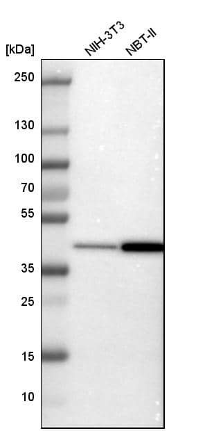 Analysis in mouse cell line NIH-3T3 and rat cell line NBT-II.