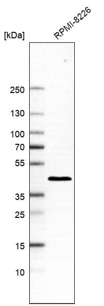Analysis in human cell line RPMI-8226.