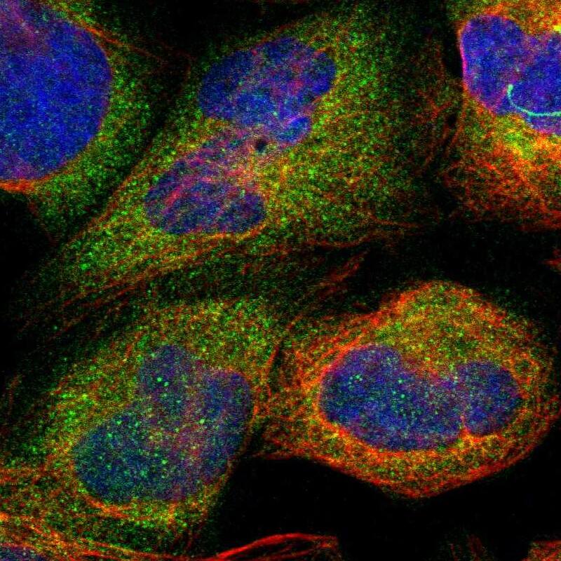 Staining of human cell line U-2 OS shows localization to cytosol.