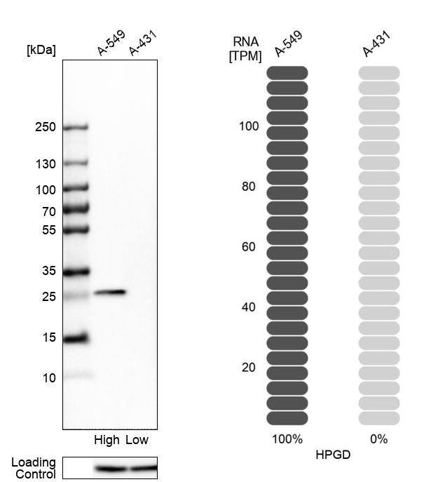 <b>Orthogonal Strategies Validation. </b>Analysis in human cell lines A-549 and A-431 using Anti-HPGD antibody. Corresponding HPGD RNA-seq data are presented for the same cell lines. Loading control: Anti-PPIB.