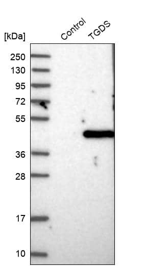 Analysis in control (vector only transfected HEK293T lysate) and TGDS over-expression lysate (Co-expressed with a C-terminal myc-DDK tag (~3.1 kDa) in mammalian HEK293T cells).