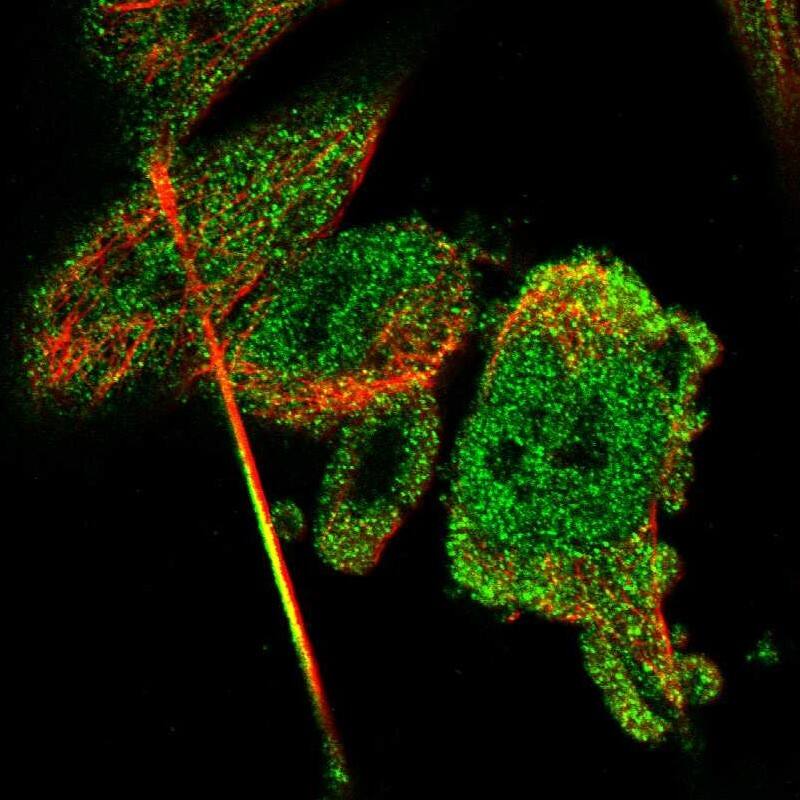 Staining of human cell line U-251 MG shows localization to nucleoplasm & cytosol.