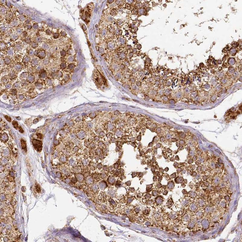 Staining of human testis shows moderate to strong granular cytoplasmic positivity in cells in seminiferous ducts and Leydig cells.