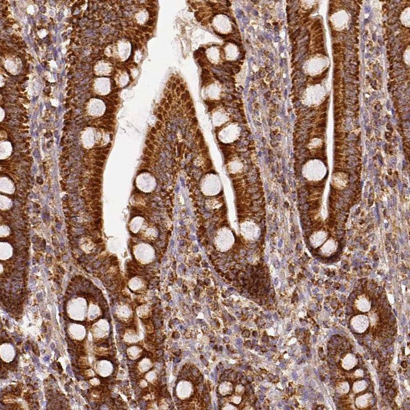 Staining of human duodenum shows moderate to strong granular cytoplasmic positivity in glandular cells.