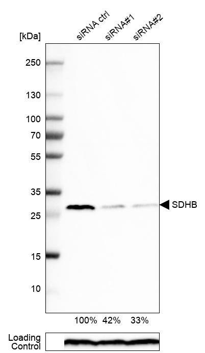 Western Blot SDHB Antibody - BSA Free