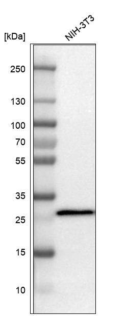 Analysis in mouse cell line NIH-3T3 and rat cell line NBT-II.