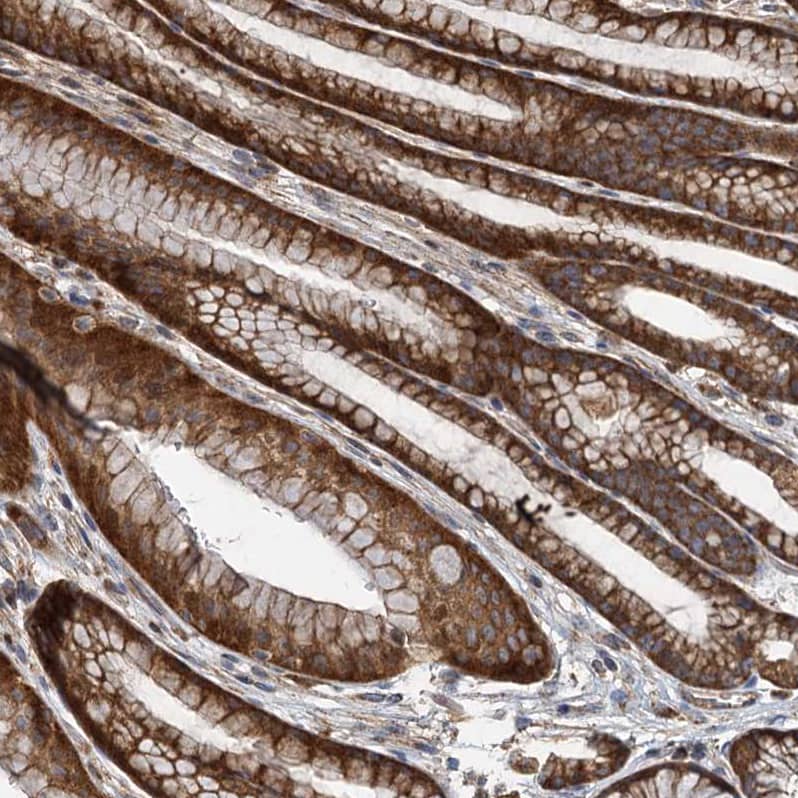 Staining of human stomach shows strong cytoplasmic-membranous positivity in glandular cells.