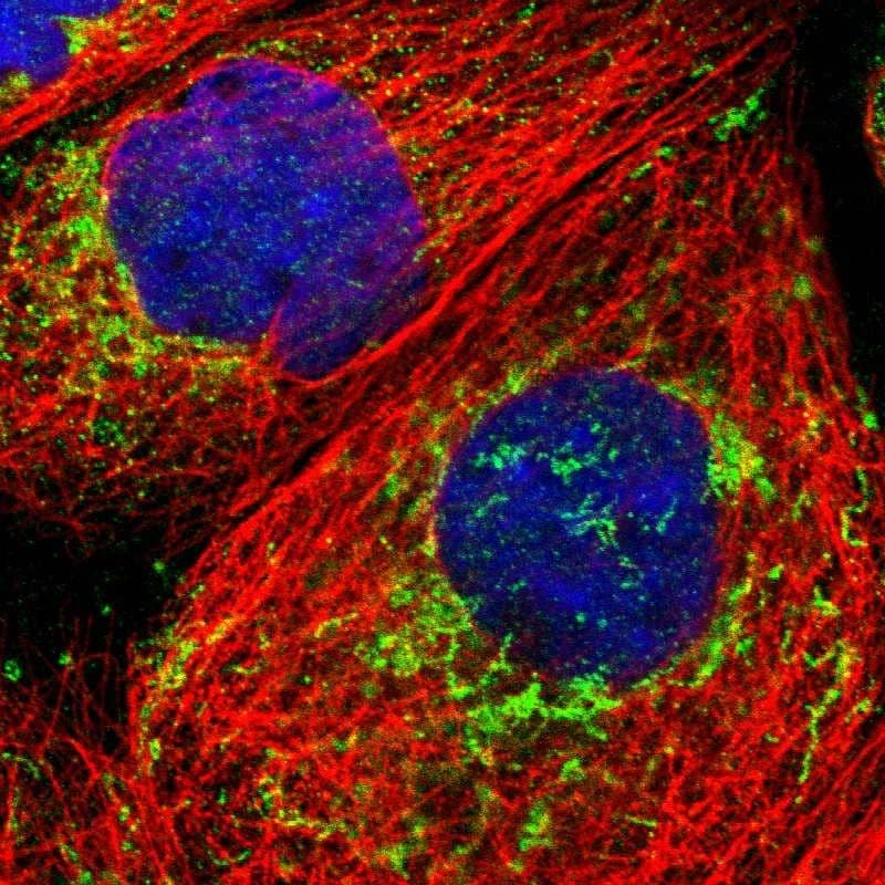 Staining of human cell line A-431 shows localization to mitochondria.