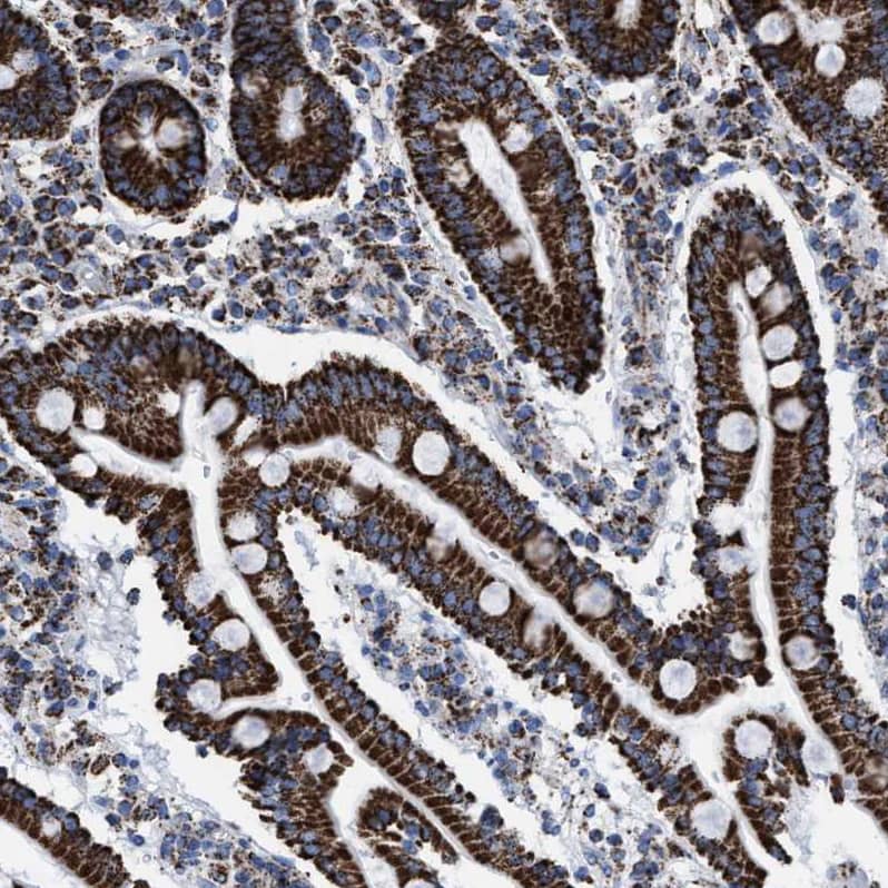 Staining of human duodenum shows strong granular cytoplasmic positivity in glandular cells.