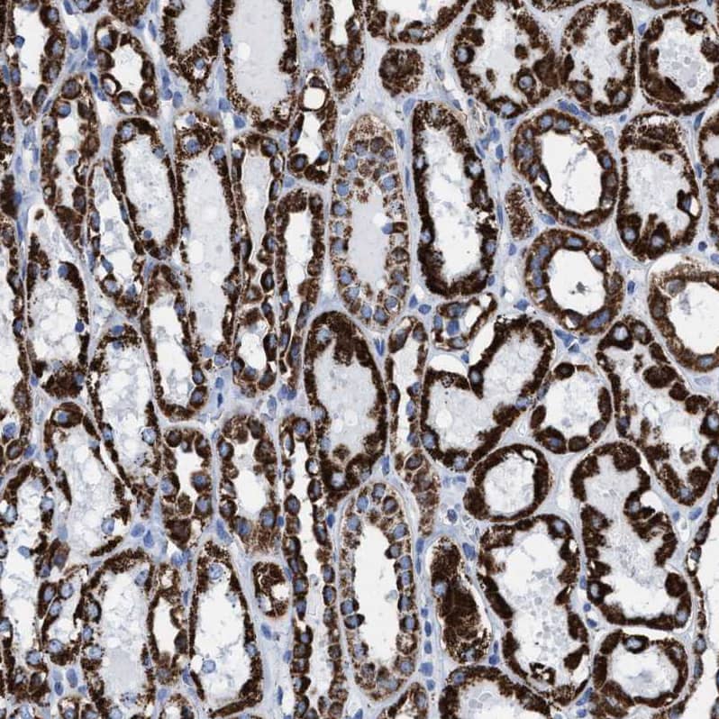 Staining of human kidney shows strong granular cytoplasmic positivity in cells in tubules.