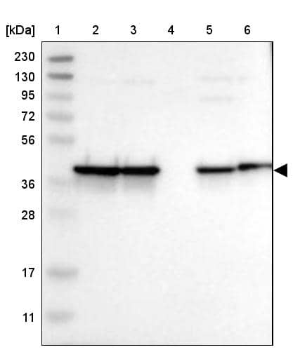 Western Blot NANS Antibody - BSA Free