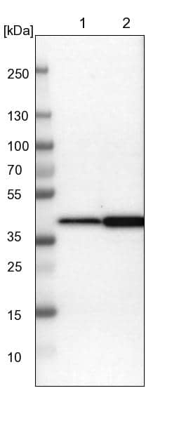 Western Blot NANS Antibody - BSA Free