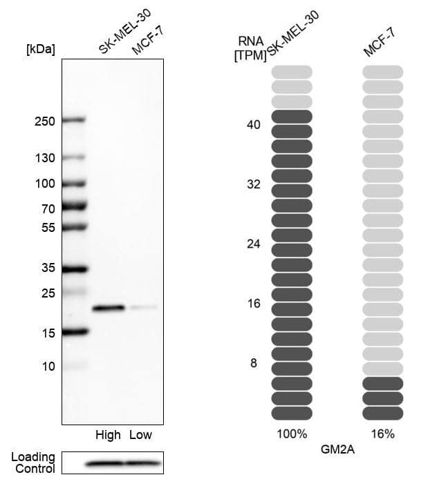 Western Blot GM2A Antibody - BSA Free