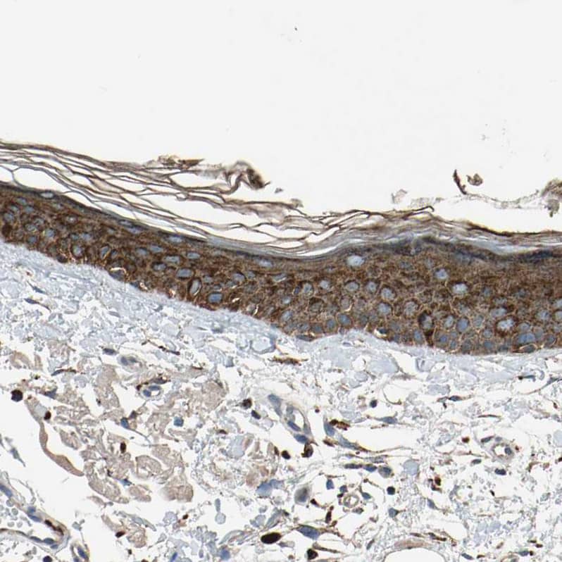 Immunohistochemistry-Paraffin GM2A Antibody - BSA Free