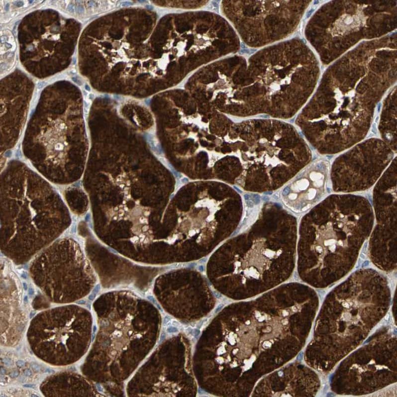 Staining of human kidney shows strong cytoplasmic positivity in cells in tubules.