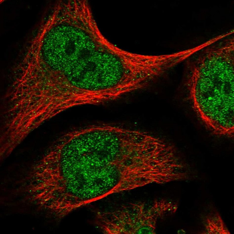 Staining of human cell line U-2 OS shows localization to nucleoplasm.