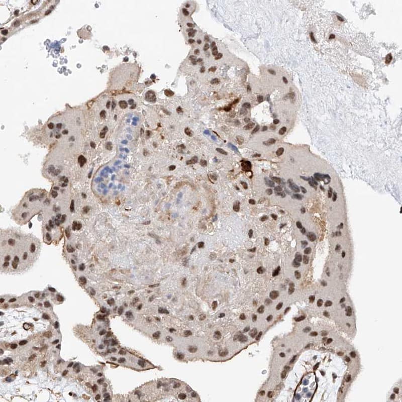 Immunohistochemistry-Paraffin AMD1 Antibody - BSA Free