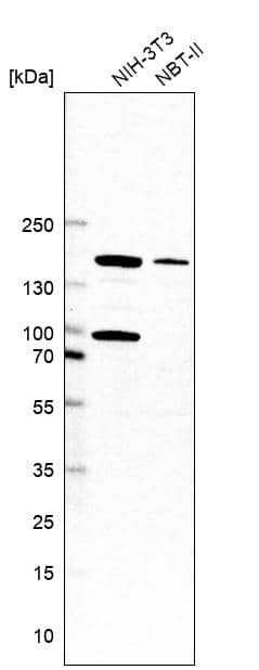 Analysis in mouse cell line NIH-3T3 and rat cell line NBT-II.