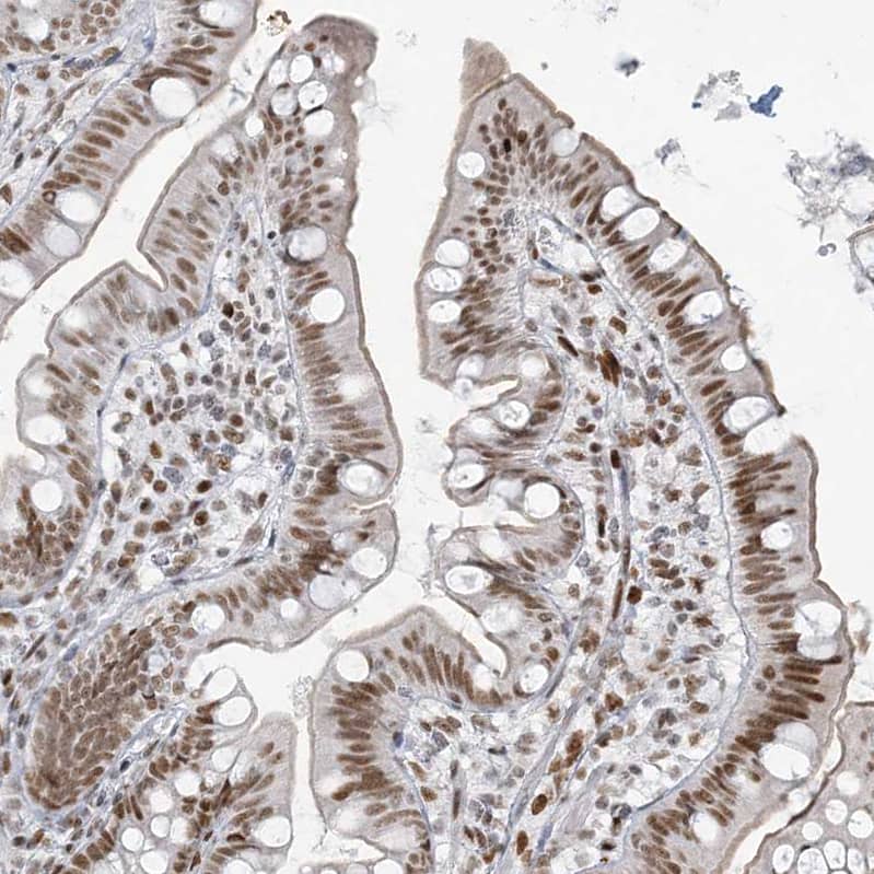 Staining of human small intestine shows strong nuclear positivity in glandular cells.