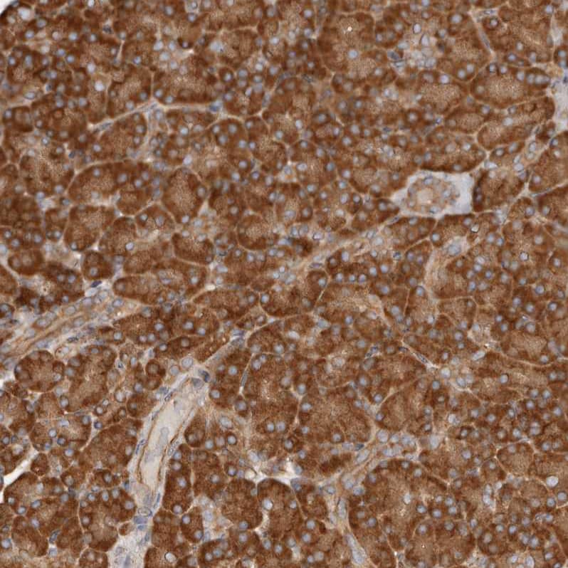 Staining of human pancreas shows strong cytoplasmic positivity in exocrine glandular cells.