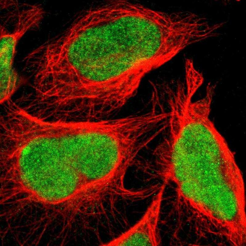Staining of human cell line U-2 OS shows localization to nucleus.