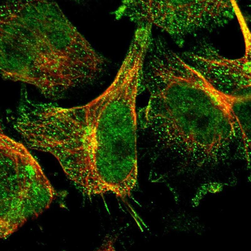 Immunocytochemistry/ Immunofluorescence RGL1 Antibody - BSA Free