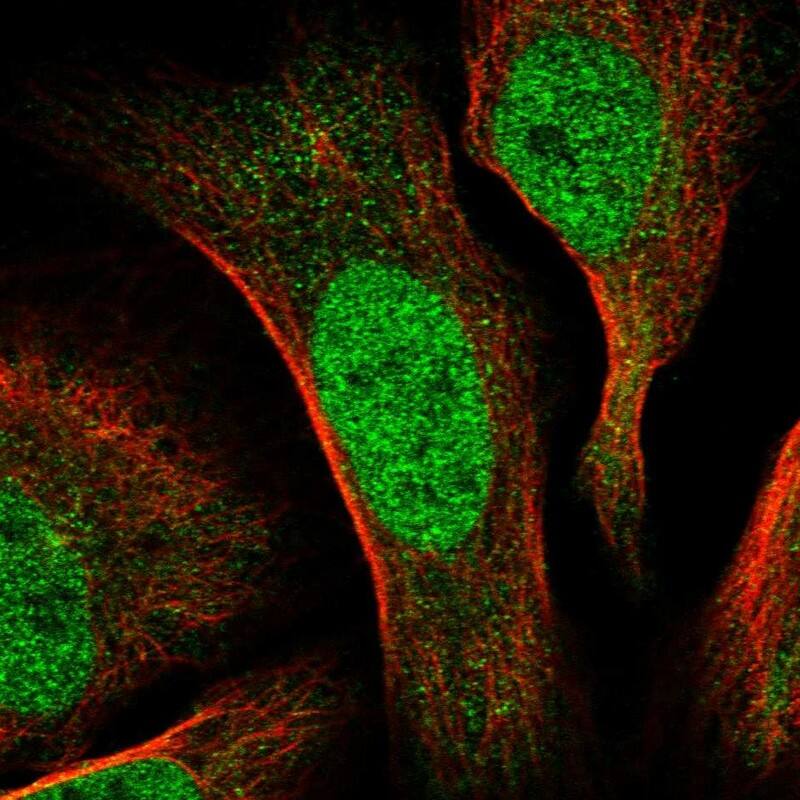Staining of human cell line U-2 OS shows localization to nucleoplasm.