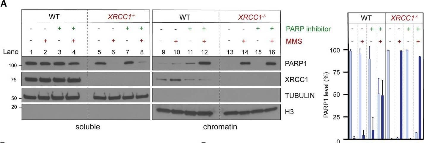 XRCC1 suppresses endogenous PARP1 trapping during BER(A) PARP1 levels in cell-equivalent aliquots of soluble and chromatin-containing fractions of WT and XRCC1−/− RPE-1 cells, measured by western blotting. Cells were incubated or not with 10 μM PARP inhibitor (KU0058948) and/or MMS (0.1 mg/mL) for 1 h, as indicated, prior to subcellular fractionation. Representative immunoblots are shown on the left and quantification on the right. See also Figures S1C and S1D.(B) Levels of PARP1 auto-ribosylation in WT and XRCC1−/− RPE-1 cells during treatment with 0.1 mg/mL MMS, detected by the poly(ADP-ribose)-specific detection reagent MABE1031.(C) Top: PARP1 levels in cell-equivalent aliquots of soluble and chromatin-containing fractions from WT and XRCC1−/− RPE-1 cells treated for the indicated times with 0.1 mg/mL MMS. Bottom: as above, but the cell extracts were treated with recombinant PARG to remove all poly(ADP-ribose) immediately prior to SDS-PAGE.(D) DNA strand breaks quantified by alkaline comet assays in WT and XRCC1−/− RPE-1 cells during treatment with 0.1 mg/mL MMS. Data plotted are the individual comet tail moments (an arbitrary measure of DNA strand breakage) of 50 cells per sample per experiment, with tail moments for each experiment plotted vertically and three independent experiments plotted side by side. Statistical significance was ascertained by one-way ANOVA of the mean tail moments from 3 experiments with Sidak’s multiple comparisons test (∗∗∗∗p ≤ 0.0001). Image collected and cropped by CiteAb from the following open publication (//pubmed.ncbi.nlm.nih.gov/34102106), licensed under a CC-BY license. Not internally tested by Novus Biologicals.