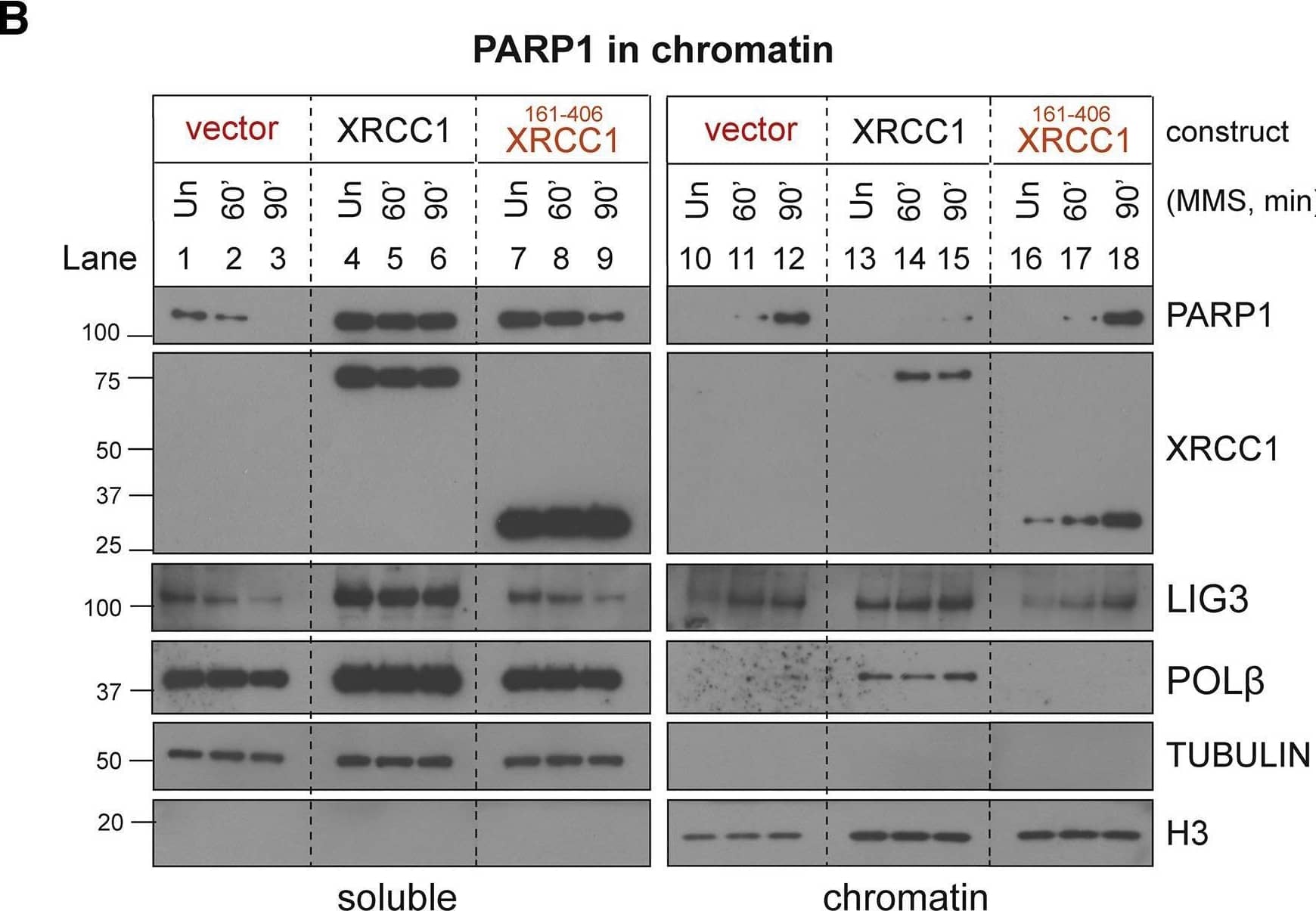 XRCC1 assembles protein complexes that regulate PARP1 activity, NAD+ consumption, and trapping during BER(A) Levels of PARP1 auto-ribosylation detected as above in XRCC1−/− U2OS cell lines stably transfected with empty vector or with an expression vector encoding full-length recombinant Myc-His-XRCC1 or truncated Myc-His-XRCC1161–406 during incubation or not (Un) for the indicated times with 0.1 mg/mL MMS. The expression level of the recombinant XRCC1 proteins is shown (right).(B) Levels of PARP1, XRCC1, LIG3, and POL  beta  in cell-equivalent aliquots of soluble and chromatin-containing fractions from the indicated U2OS cell lines following treatment for the indicated times with 0.1 mg/mL MMS. The fractionated cell extracts were treated with recombinant PARG immediately prior to SDS-PAGE to ensure that auto-ribosylation did not obscure detection of PARP1.(C) DNA strand breaks quantified by alkaline comet assays in the indicated U2OS cell lines following treatment with the indicated concentrations of MMS for 15 min. Data plotted are the individual comet tail moments of 50 cells per sample per experiment, with tail moments plotted vertically and each of three independent experiments plotted side by side. Statistical significance was ascertained by one-way ANOVA of the mean tail moments from 3 independent experiments with Sidak’s post hoc multiple comparisons test (∗p ≤ 0.05, ∗∗p ≤ 0.01, ∗∗∗∗p ≤ 0.0001).(D) Cell extracts prepared from Un or MMS-treated (0.1 mg/mL, 60 min) WT and XRCC1−/− RPE-1 cells were incubated for 45 min in the absence or presence of 1 mM NAD+, as indicated.See also Figure S3. Image collected and cropped by CiteAb from the following open publication (//pubmed.ncbi.nlm.nih.gov/34102106), licensed under a CC-BY license. Not internally tested by Novus Biologicals.
