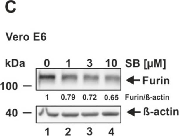 Decrease of furin expression by the ALK5 inhibitor SB431542. (A) HEK293T, (B) HeLa, (C) Vero E6, (D) CaCo-2, (E) Huh-7, and (F) Calu-3 were incubated for 24 h with the indicated concentrations of SB431542 (SB) or the solvent control DMSO (0 uM). Western Blot analyses were performed to detect furin and  beta -actin. Protein levels of furin and  beta -actin were quantified via densitometric analyses utilizing the Image Lab Software. Protein levels without SB (0 uM) were set to 1. Image collected and cropped by CiteAb from the following open publication (//pubmed.ncbi.nlm.nih.gov/35746781), licensed under a CC-BY license. Not internally tested by Novus Biologicals.