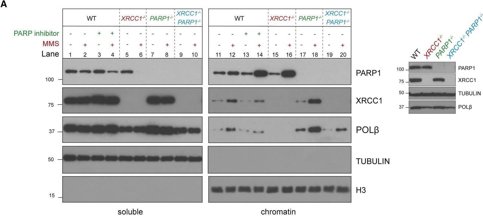 Endogenous PARP1 trapping impedes POL beta  recruitment into chromatin during BER(A) PARP1, XRCC1, and POL beta  levels in the soluble and chromatin-containing fractions (1:4 cell equivalents, respectively) of WT and the indicated RPE-1 cell lines, measured by western blotting. Cells were pre-treated or not with the PARP inhibitor (10 μM) and/or MMS (0.1 mg/mL) for 1 h, as indicated. A western blot showing total PARP1, XRCC1, and POL beta  levels in the cell lines is shown (right).(B) A model for endogenous PARP1 trapping during BER. Blue box: in WT cells, XRCC1 protein complexes limit PARP1 engagement and activity during BER by promoting efficient hand-off of SSB intermediates to POL beta  and LIG3, preventing PARP1 from impeding repair. Orange box: in XRCC1−/− cells, the absence of XRCC1 protein complexes results in excessive cycles of PARP1 association/activation at SSB intermediates, which impedes access by other BER enzymes and blocks their repair, resulting in SSB accumulation. If this scenario is sufficiently prolonged, such as at high levels of base damage, then this increased PARP1 engagement leads progressively to NAD+ depletion, declining PARP1 auto-ribosylation and dissociation, and accumulation of PARP1 in chromatin. PARP1 trapping in this scenario thus reflects both increased PARP1 association at SSB intermediates and subsequently decreased PARP1 dissociation, both of which impede BER in a manner reminiscent of chemical PARP inhibitors (pink box shown for comparison). Green box: additional deletion of PARP1 in XRCC1−/− cells allows access of BER intermediates by POL beta , LIG3, and/or alternative DNA repair enzymes, restoring normal rates of BER. Image collected and cropped by CiteAb from the following open publication (//pubmed.ncbi.nlm.nih.gov/34102106), licensed under a CC-BY license. Not internally tested by Novus Biologicals.