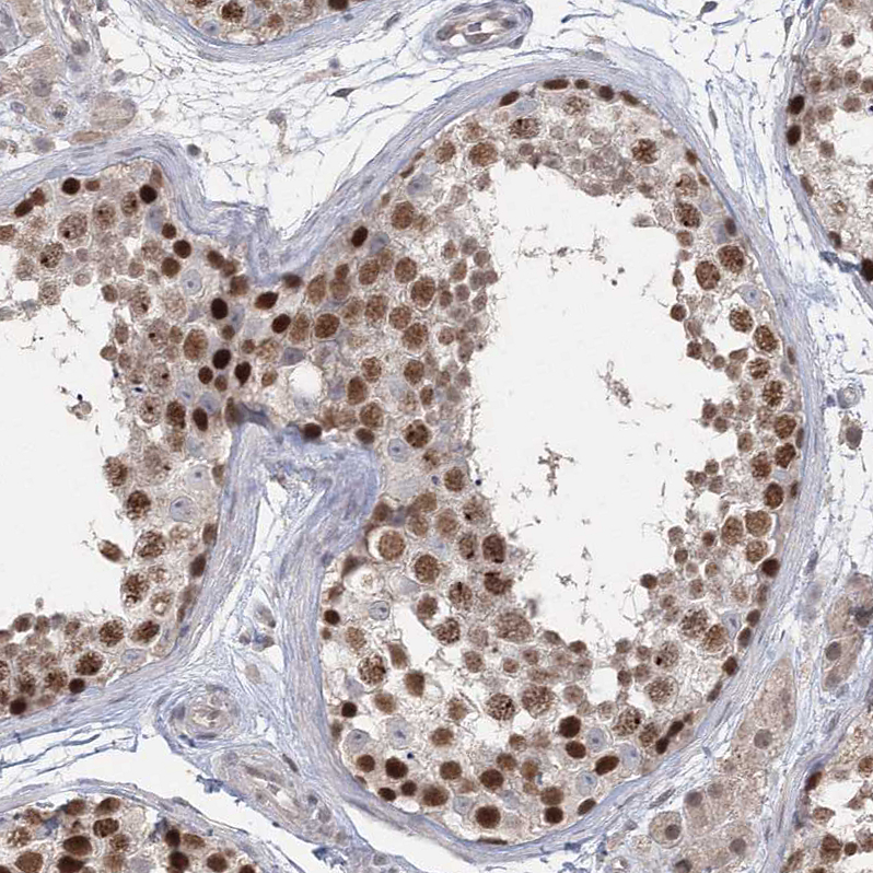 Staining of human testis shows strong nuclear positivity in cells in seminiferous ducts.