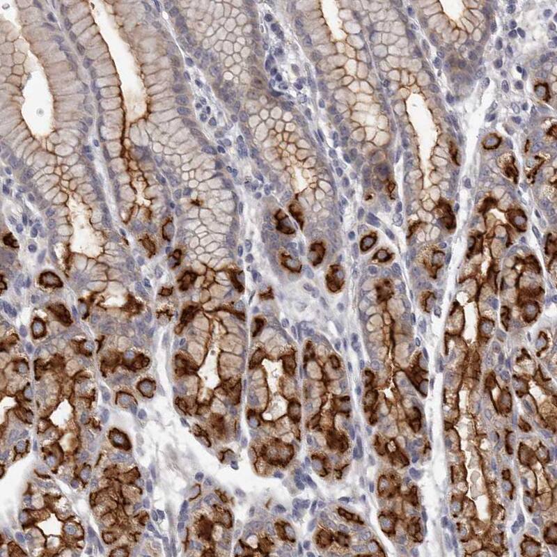 Staining of human stomach shows strong membranous positivity in glandular cells.