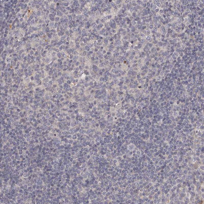 Staining of human tonsil shows no positivity in lymphoid cells as expected.