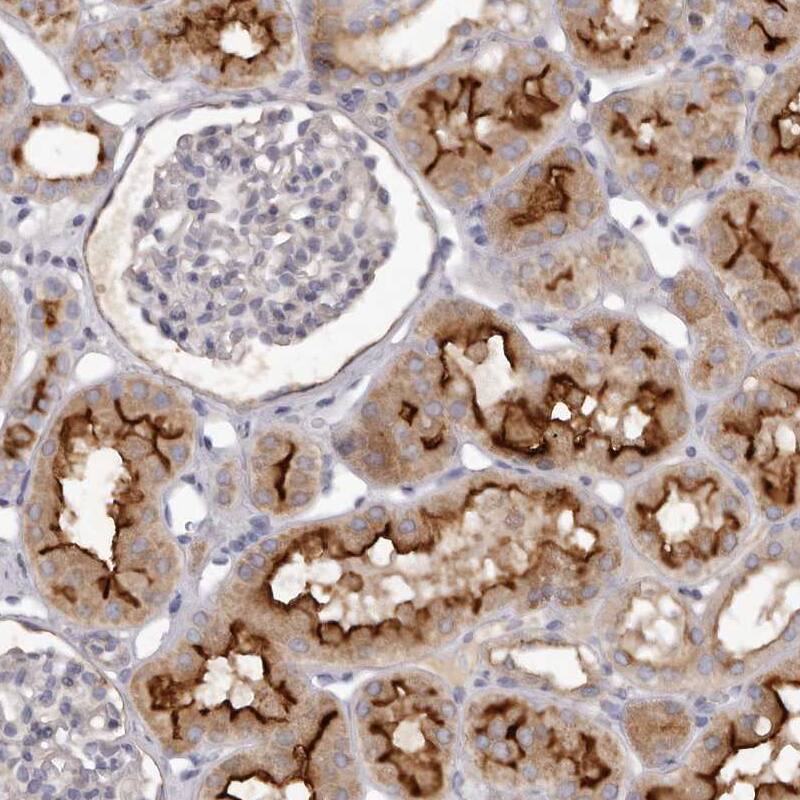 Staining of human kidney shows strong membranous positivity in cells in tubules.