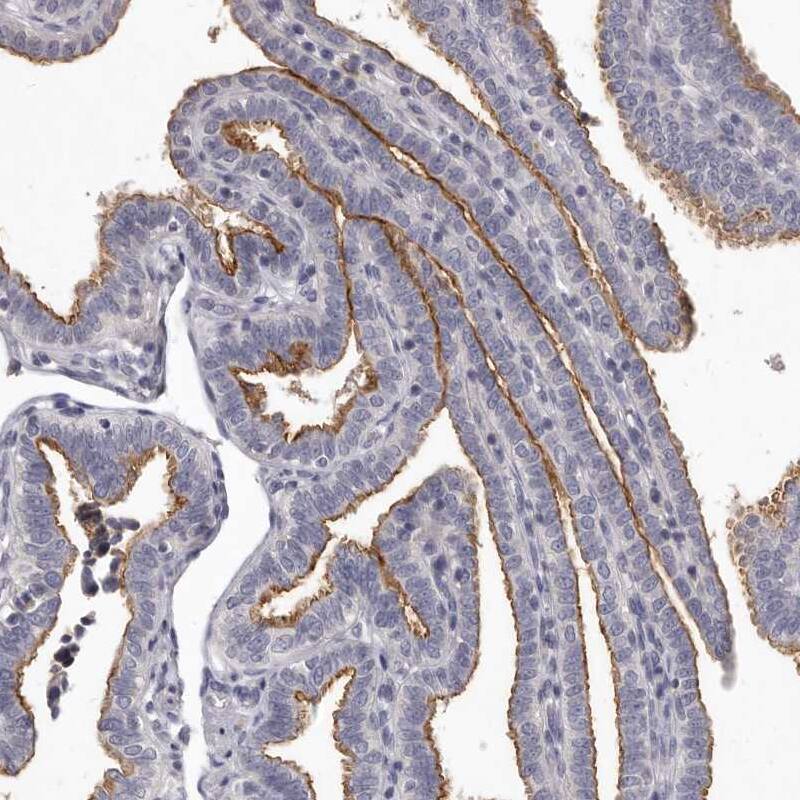 Staining of human Fallopian tube shows strong positivity in apical membrane in glandular cells.