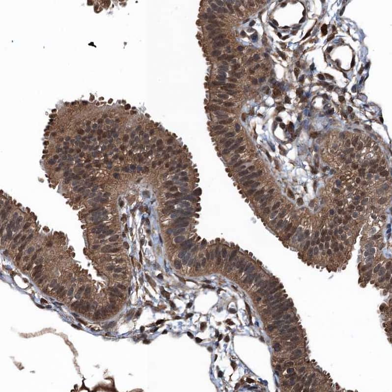 Staining of human fallopian tube shows strong cytoplasmic positivity in glandular cells.