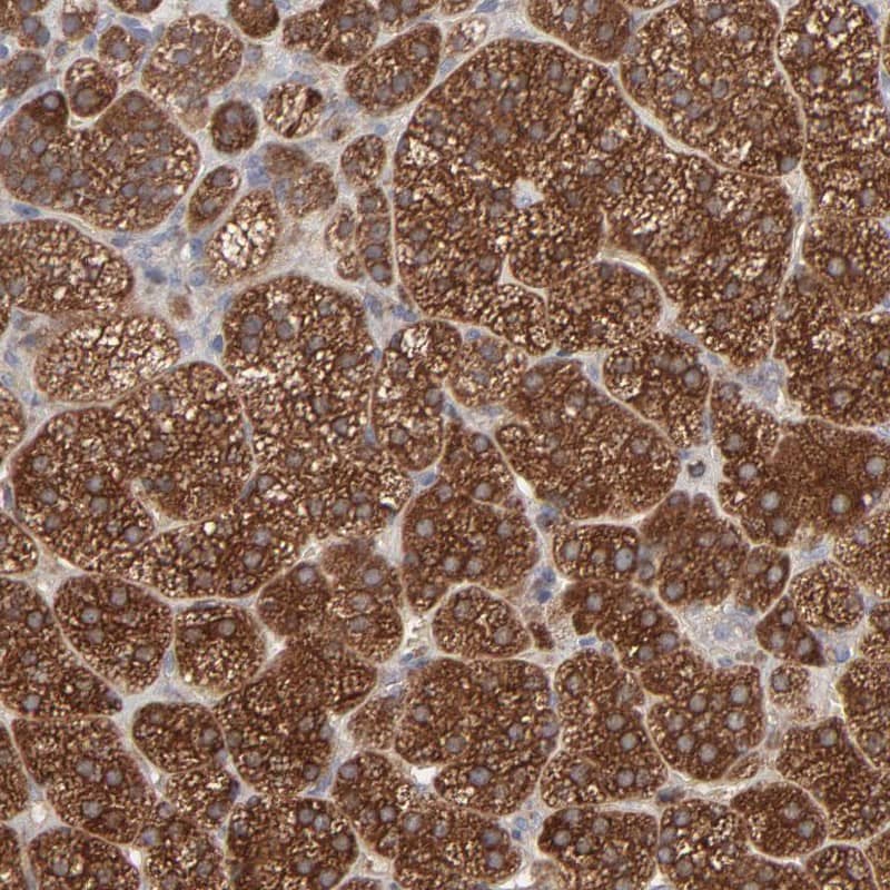 Immunohistochemistry-Paraffin RAB9A Antibody - BSA Free
