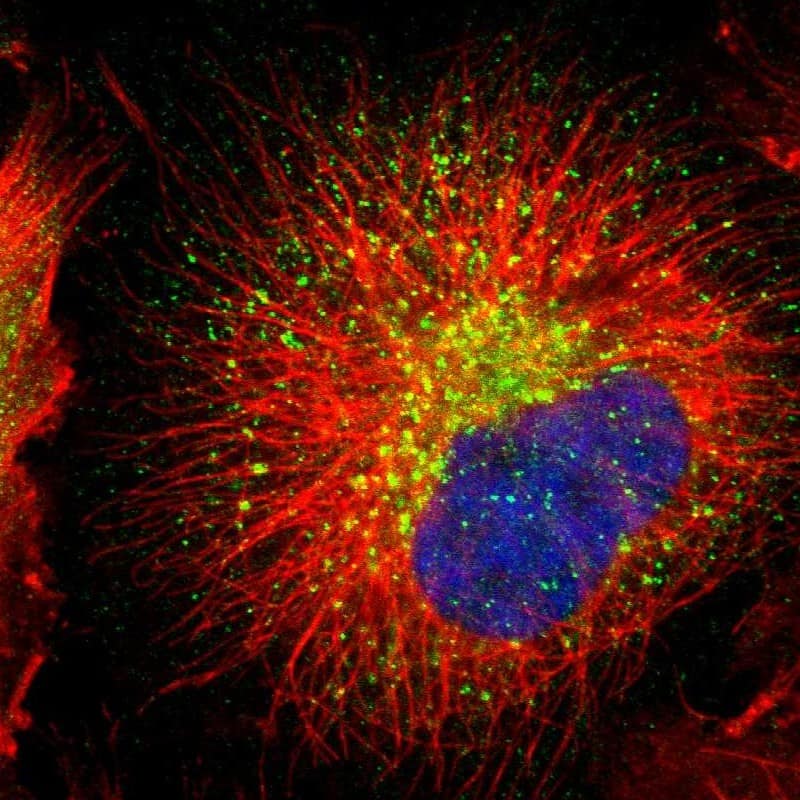 Staining of human cell line U-251 MG shows localization to lysosomes.