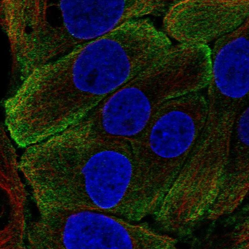 Staining of human cell line HaCaT shows localization to plasma membrane.