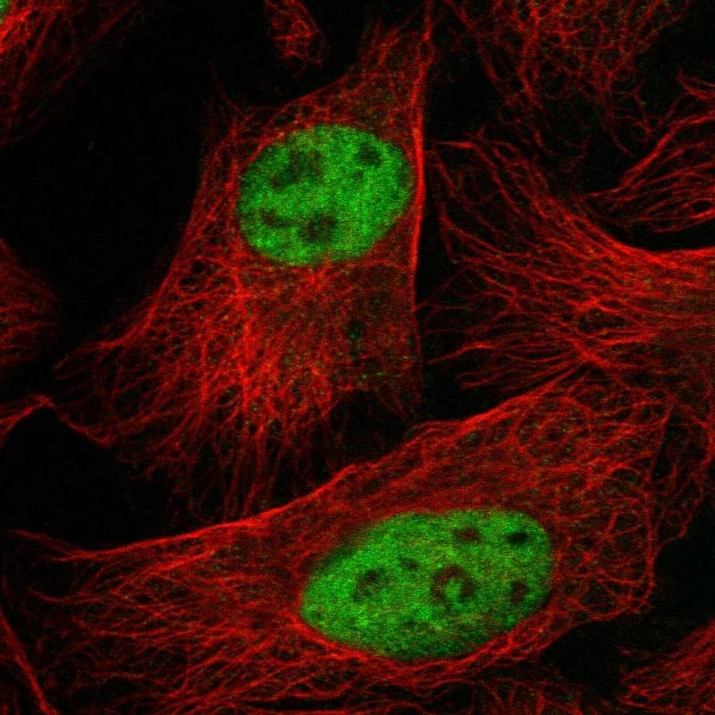 Staining of human cell line U-2 OS shows localization to nucleoplasm.