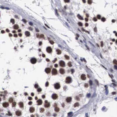 Staining of human testis.
