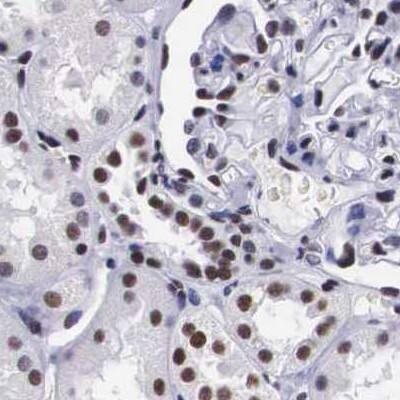 Staining of human kidney.