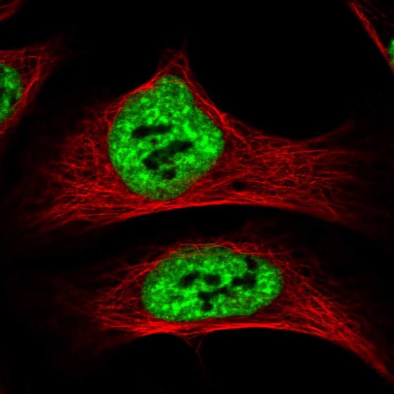 Staining of human cell line U-2 OS shows localization to nuclear speckles.