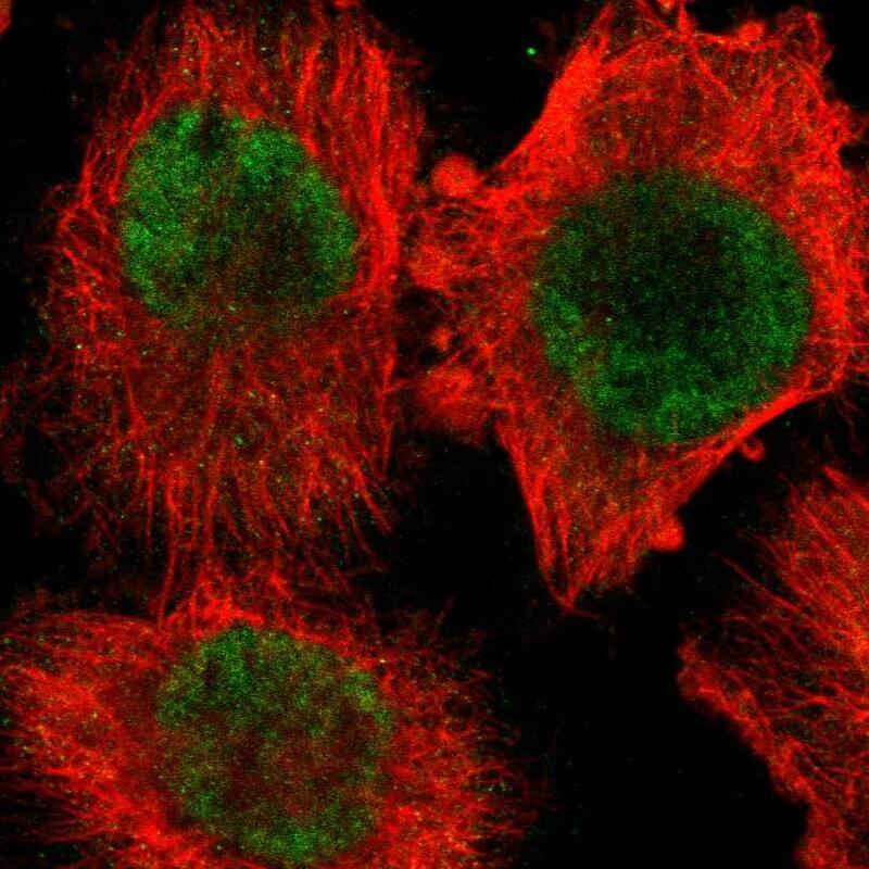 Staining of human cell line U-251 MG shows localization to nucleoplasm.