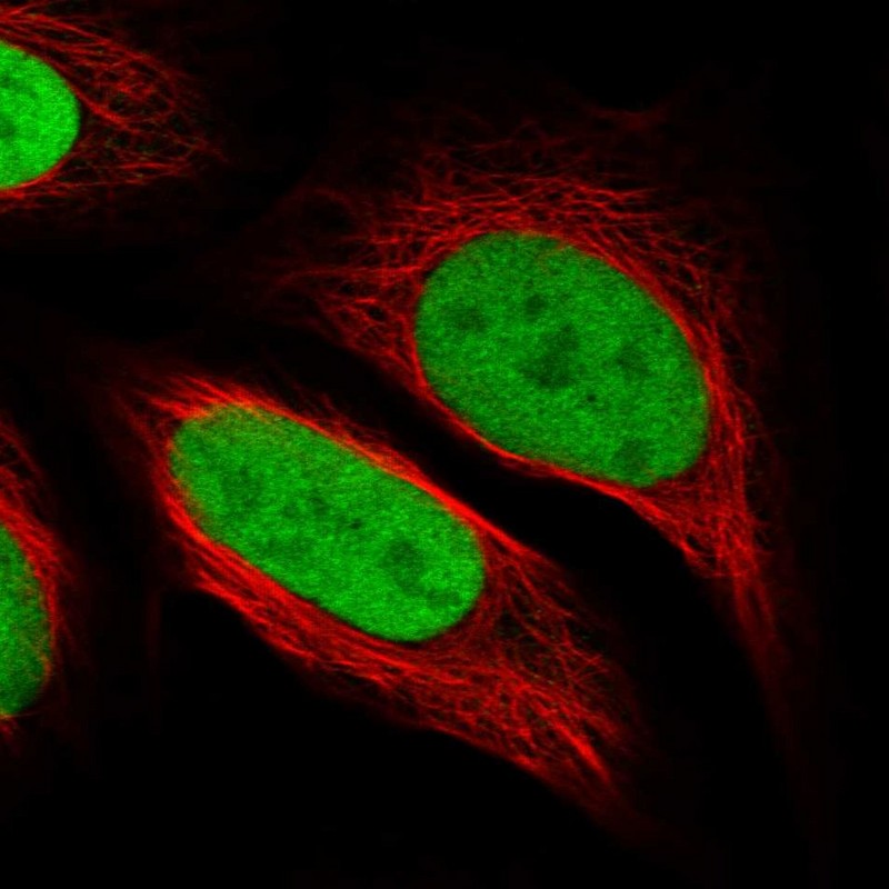 Staining of human cell line U-2 OS shows localization to nucleoplasm.