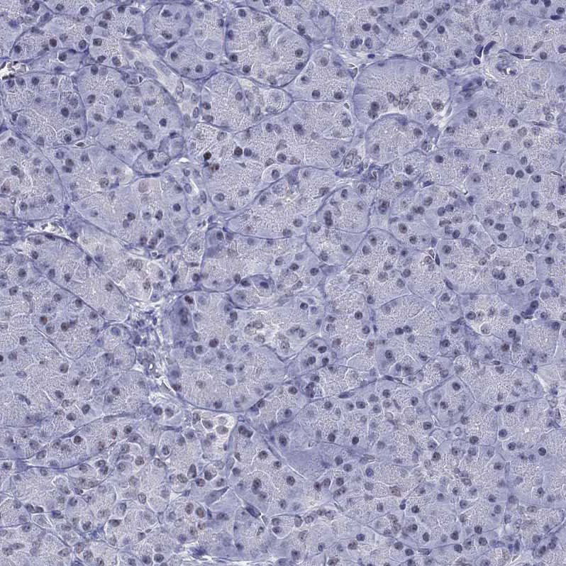 Staining of human pancreas shows no positivity in exocrine glandular cells as expected.