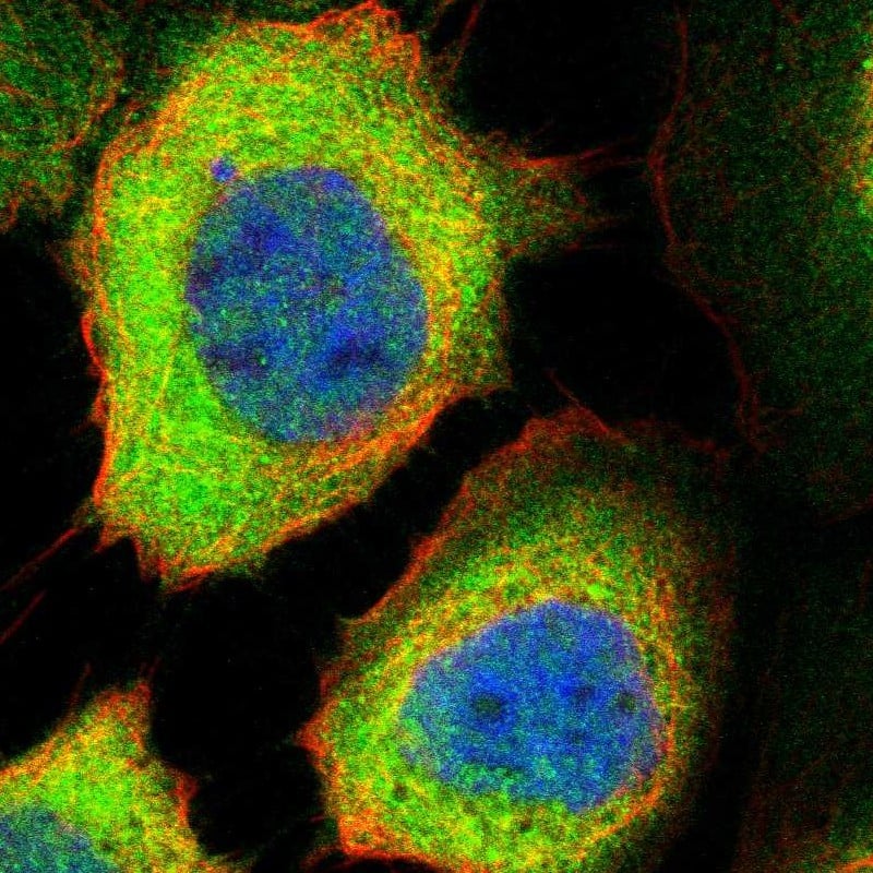 Immunocytochemistry/ Immunofluorescence PP2C epsilon/PPM1L Antibody - BSA Free