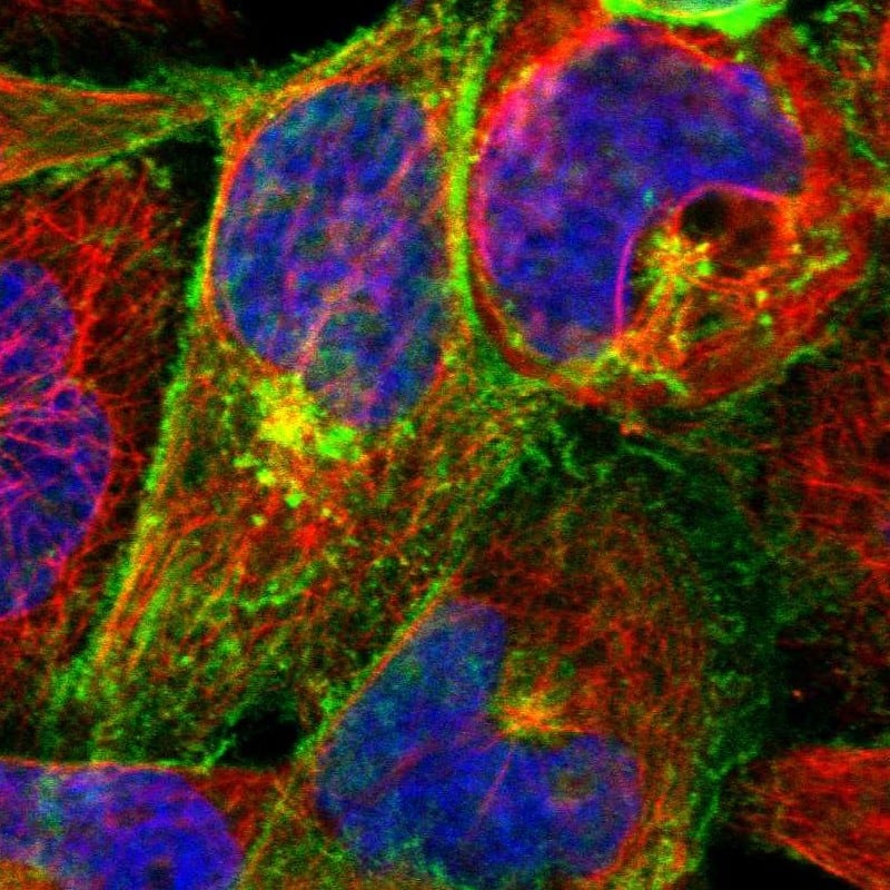 Staining of human cell line A-431 shows localization to plasma membrane & the Golgi apparatus.